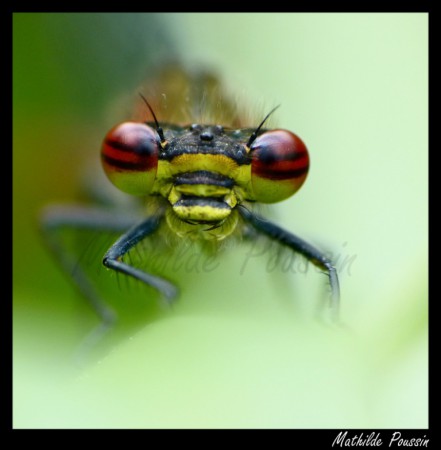 En tête à tête avec la Nymphe au corps de feu - Pyrrhosoma nymphula